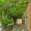 Glycine